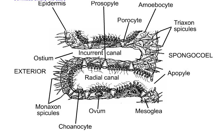 Overview Of Sponges
